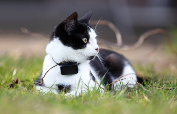 Small cat wearing gps tracker outdoors